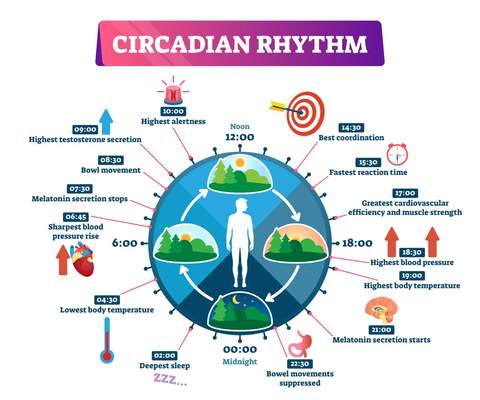 circadian_rhythm